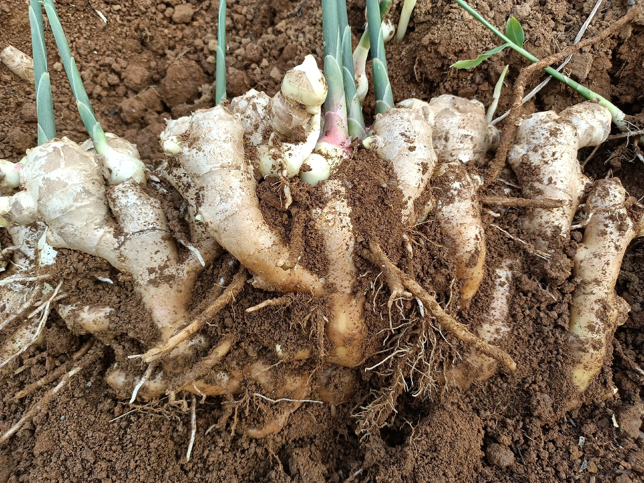 生姜植物整体图,展示生姜植株地上部分和地下块茎的形态 生姜植物整体图