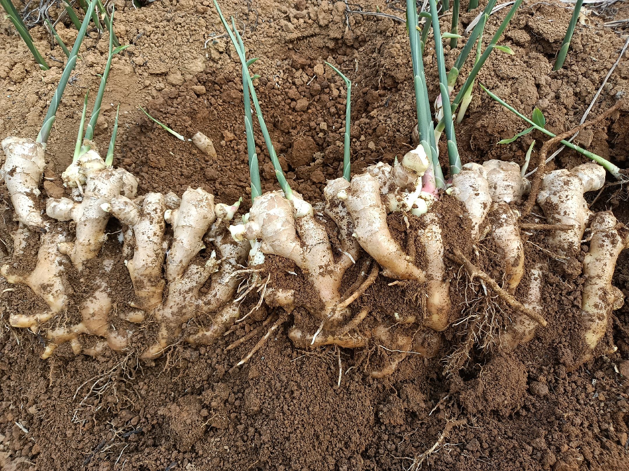 展示生姜根须与姜块的对比图,突出根须的结构与分布,帮助读者识别 生姜根须与姜块对比图