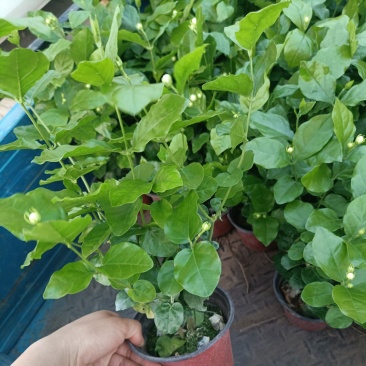 茉莉花重瓣白茉莉茉莉花盆栽