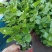 茉莉花重瓣白茉莉茉莉花盆栽