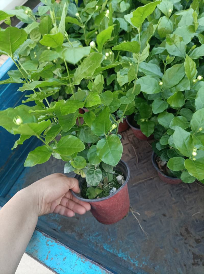 茉莉花重瓣白茉莉茉莉花盆栽