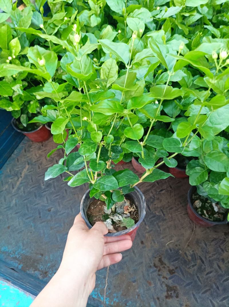 茉莉花重瓣白茉莉茉莉花盆栽