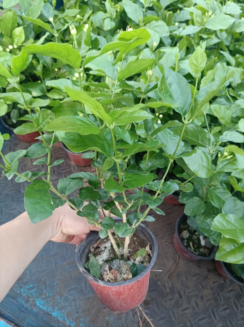 茉莉花重瓣白茉莉茉莉花盆栽