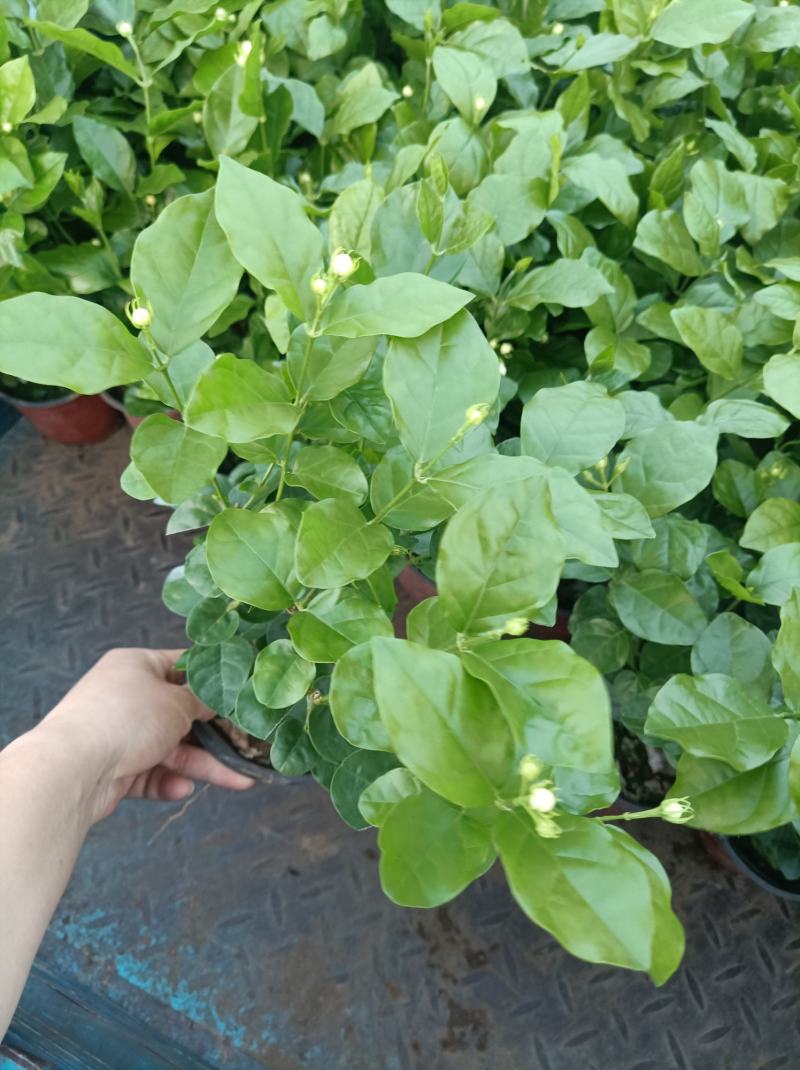 茉莉花重瓣白茉莉茉莉花盆栽