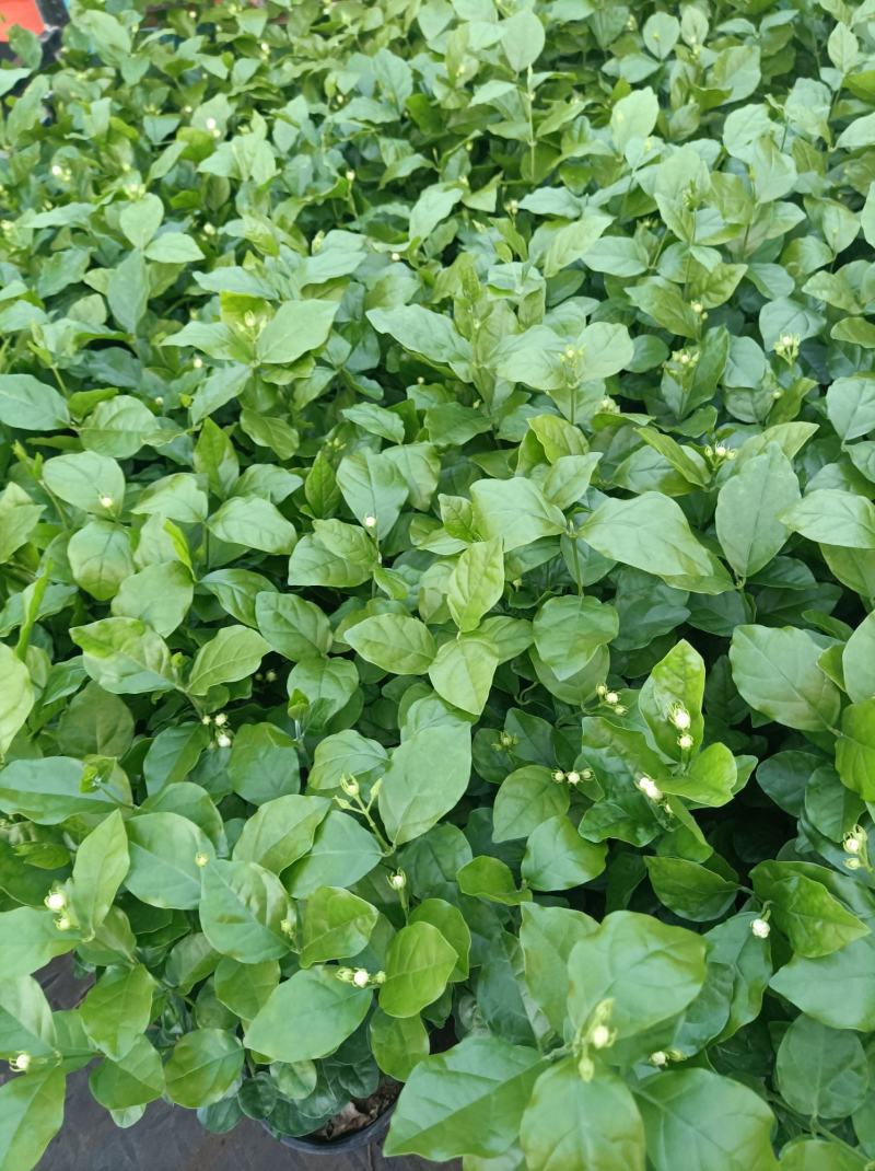 茉莉花重瓣白茉莉茉莉花盆栽
