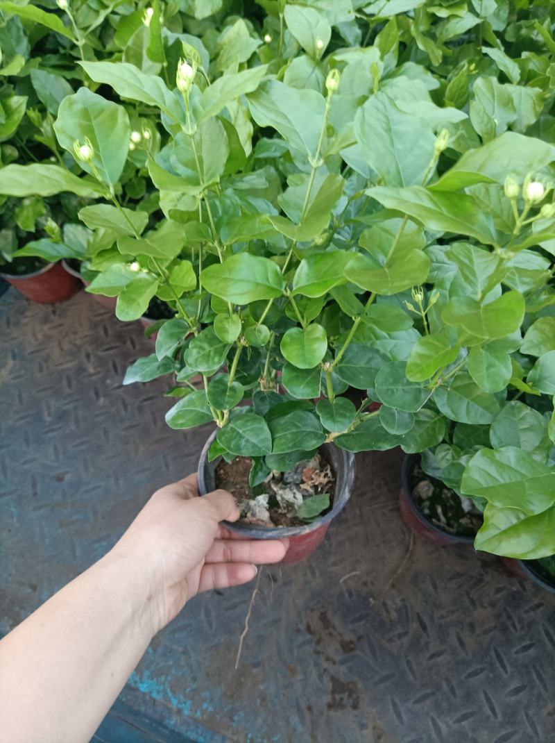 茉莉花重瓣白茉莉茉莉花盆栽