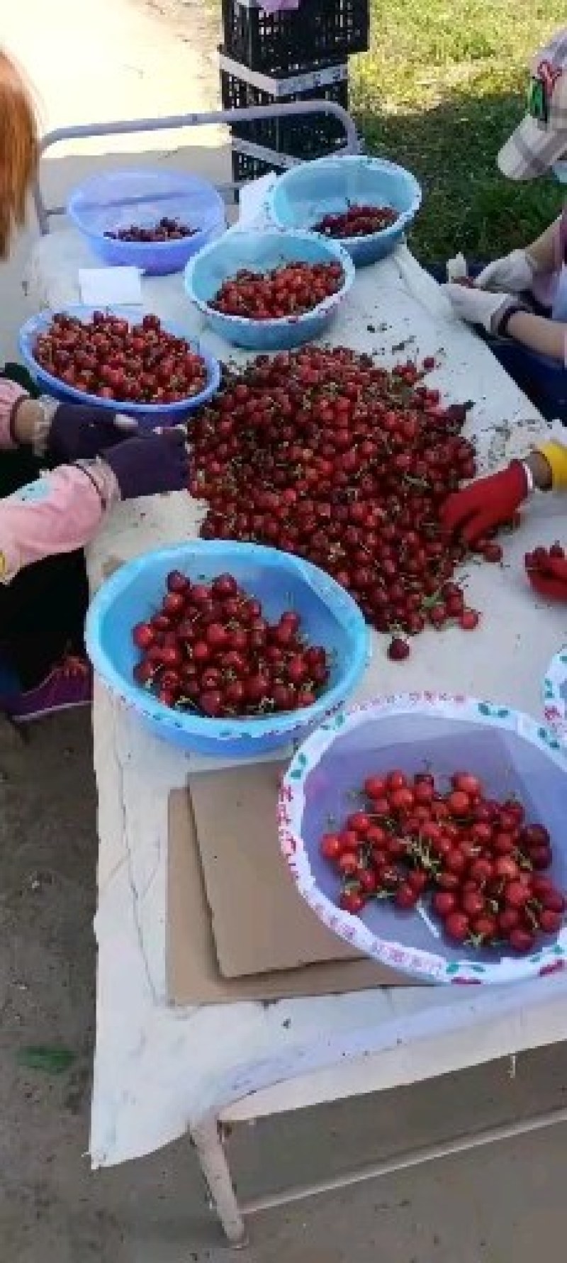 陕西樱桃价格，车厘子批发，樱桃直供，一手货源