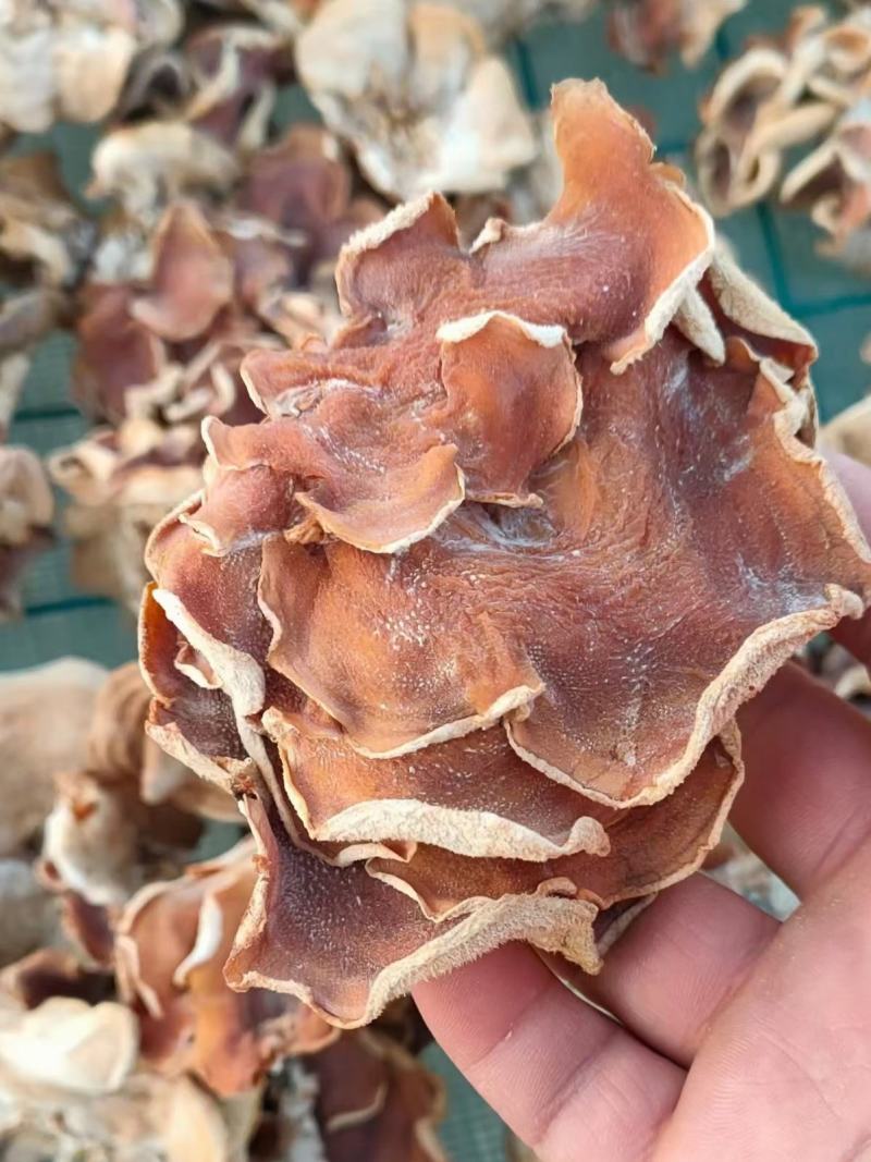 产地榆耳，单片榆耳足干榆耳好灵芝菌菇泡发率高榆耳榆灵菇菌