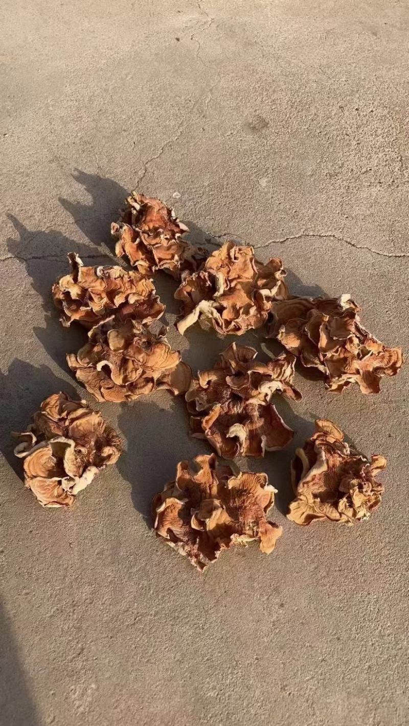 产地榆耳，单片榆耳足干榆耳好灵芝菌菇泡发率高榆耳榆灵菇菌
