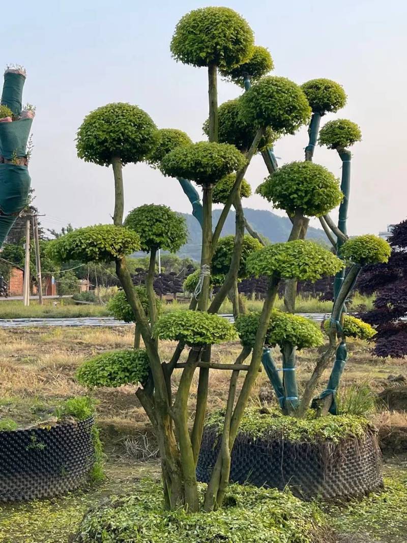 基地供应精品造型亮晶女贞桩多头亮晶雨贞造型桩量大从优批发