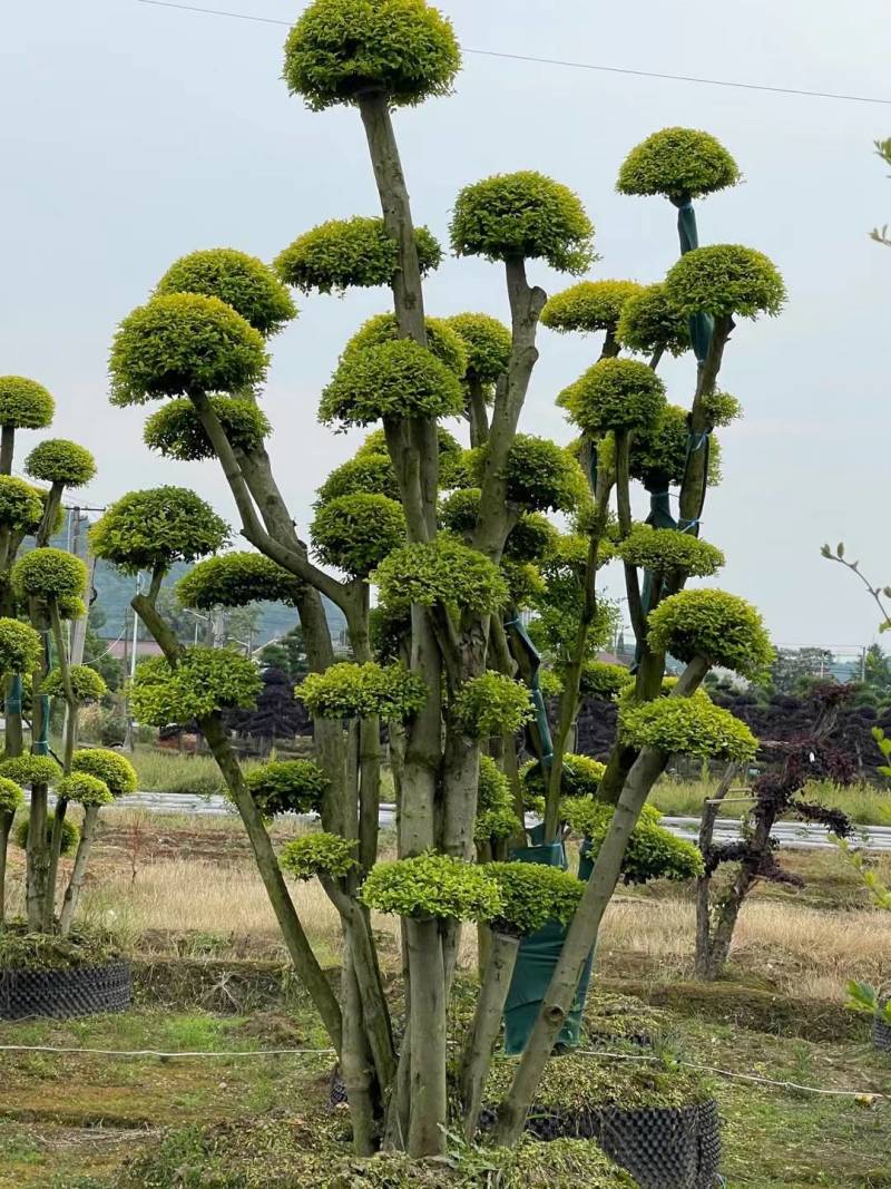 基地供应精品造型亮晶女贞桩多头亮晶雨贞造型桩量大从优批发