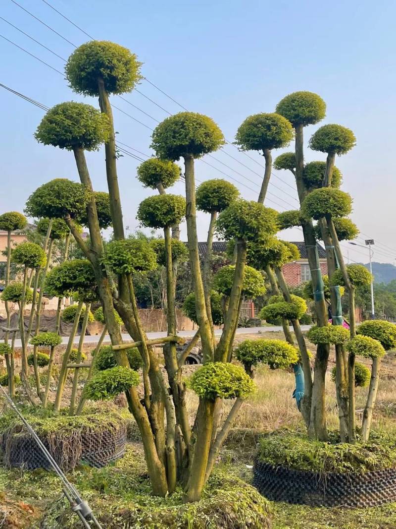 基地供应精品造型亮晶女贞桩多头亮晶雨贞造型桩量大从优批发