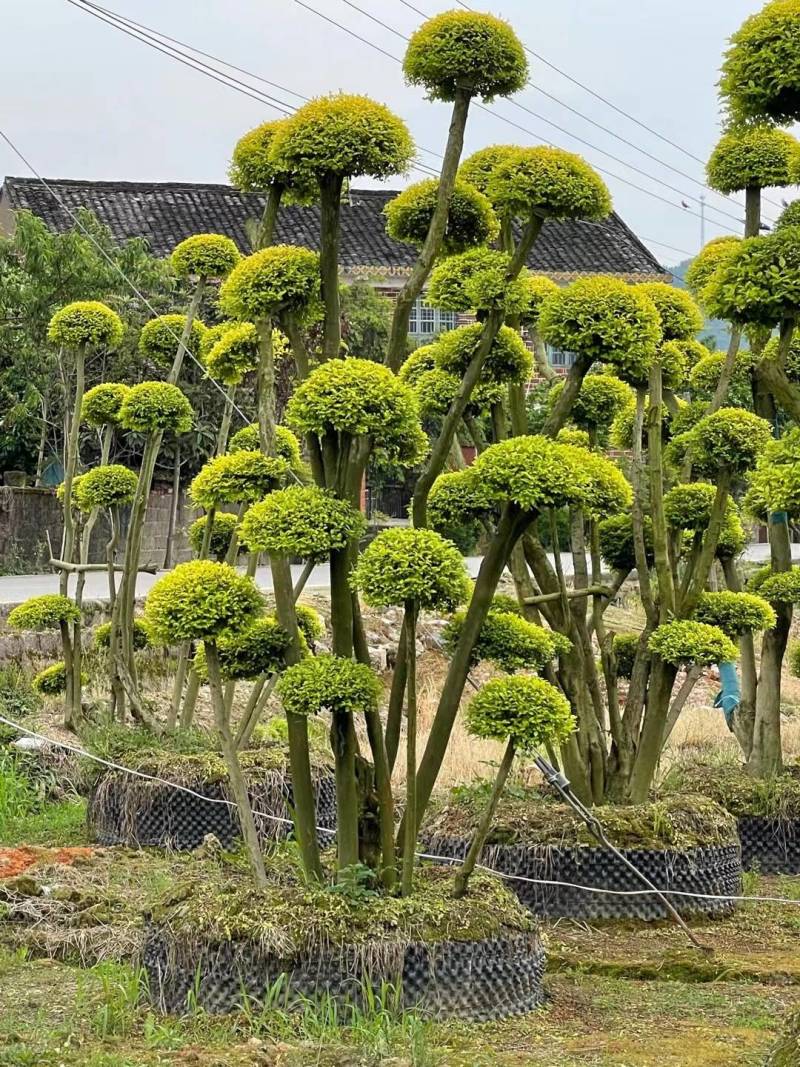 基地供应精品造型亮晶女贞桩多头亮晶雨贞造型桩量大从优批发