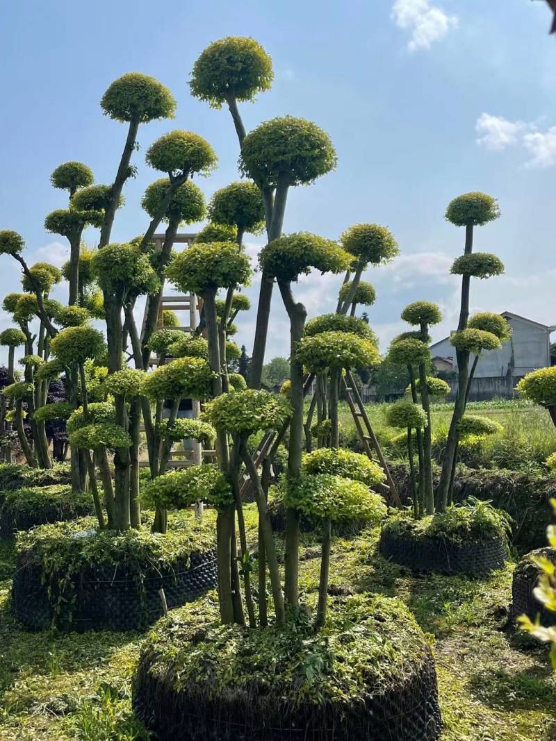 基地供应精品造型亮晶女贞桩多头亮晶雨贞造型桩量大从优批发