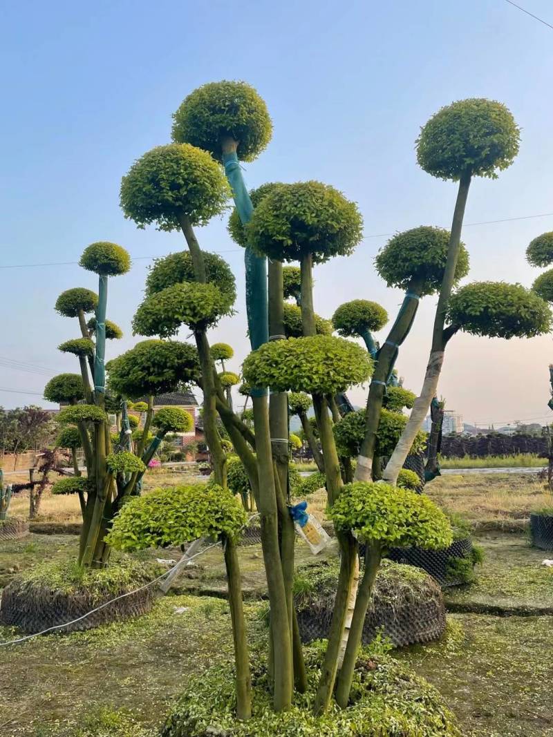 基地供应精品造型亮晶女贞桩多头亮晶雨贞造型桩量大从优批发