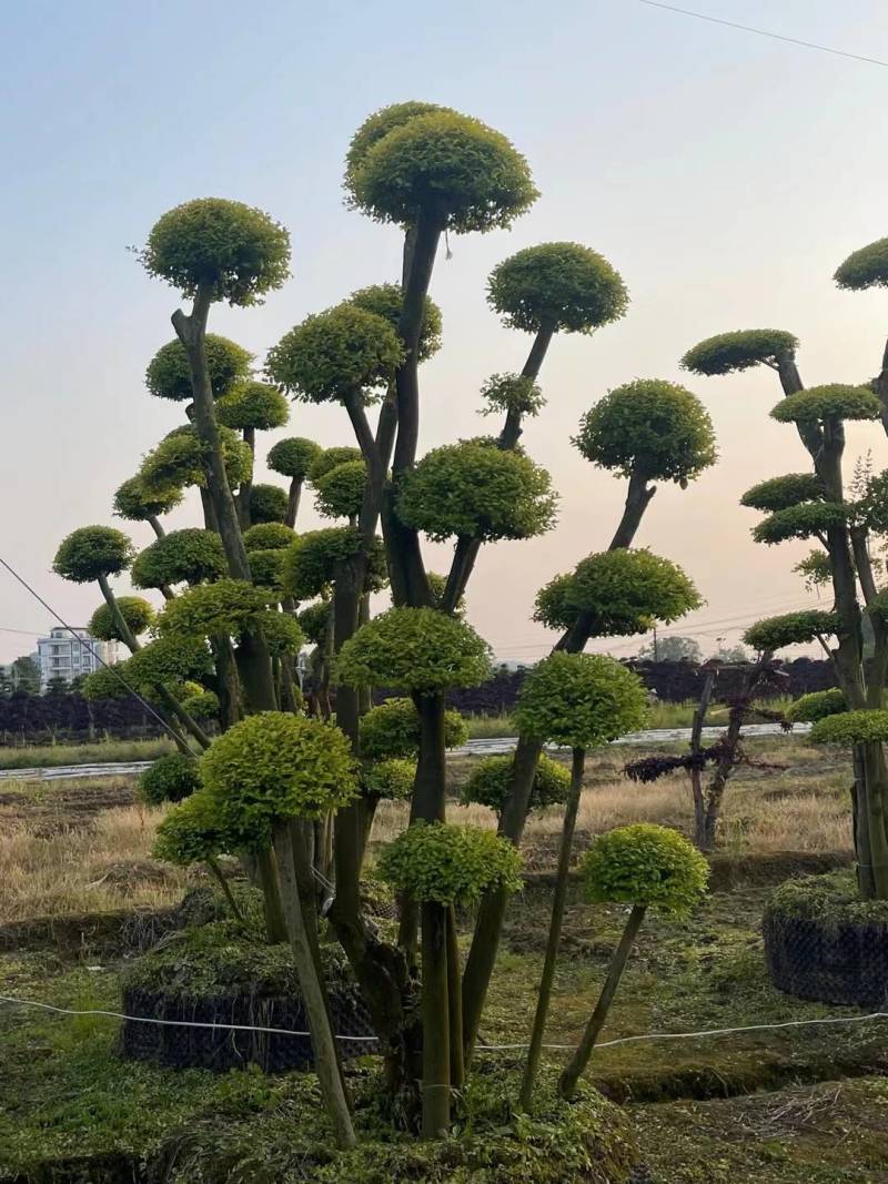 基地供应精品造型亮晶女贞桩多头亮晶雨贞造型桩量大从优批发