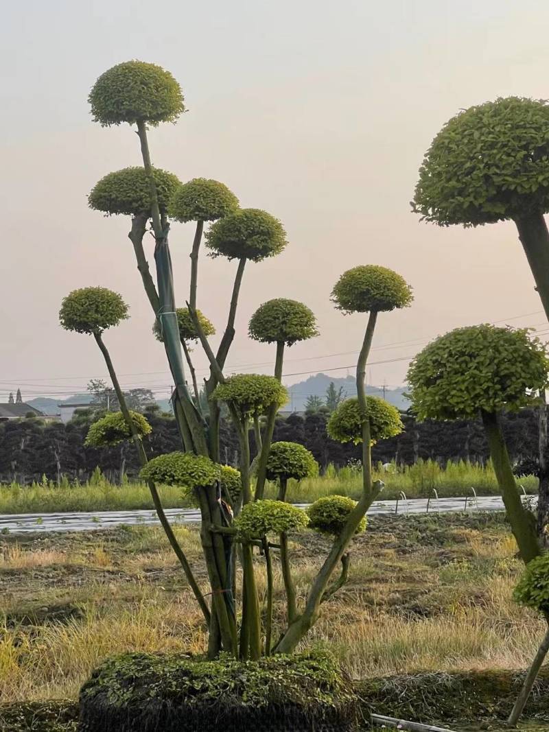 基地供应精品造型亮晶女贞桩多头亮晶雨贞造型桩量大从优批发