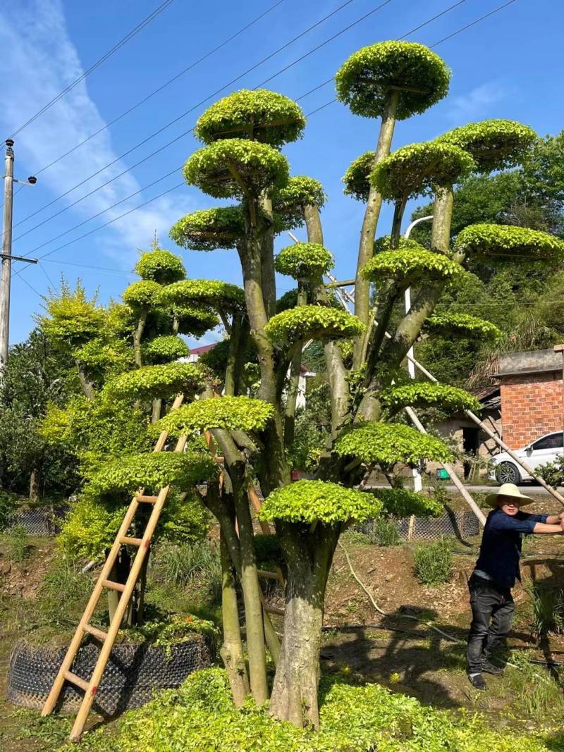 基地供应精品造型亮晶女贞桩多头亮晶雨贞造型桩量大从优批发