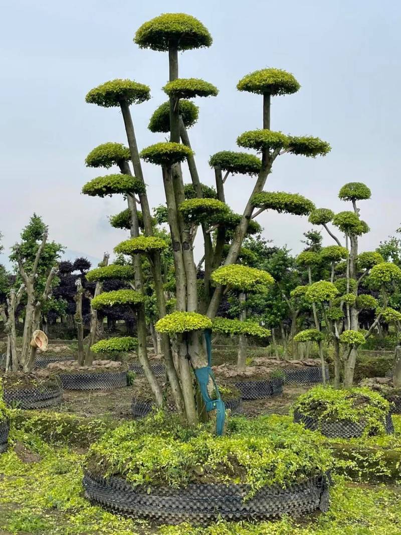 基地供应精品造型亮晶女贞桩多头亮晶雨贞造型桩量大从优批发