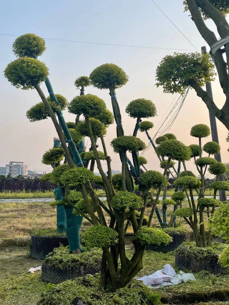 基地供应精品造型亮晶女贞桩多头亮晶雨贞造型桩量大从优批发