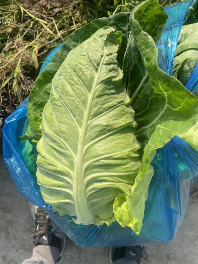 精品牛心，橄榄大量上市