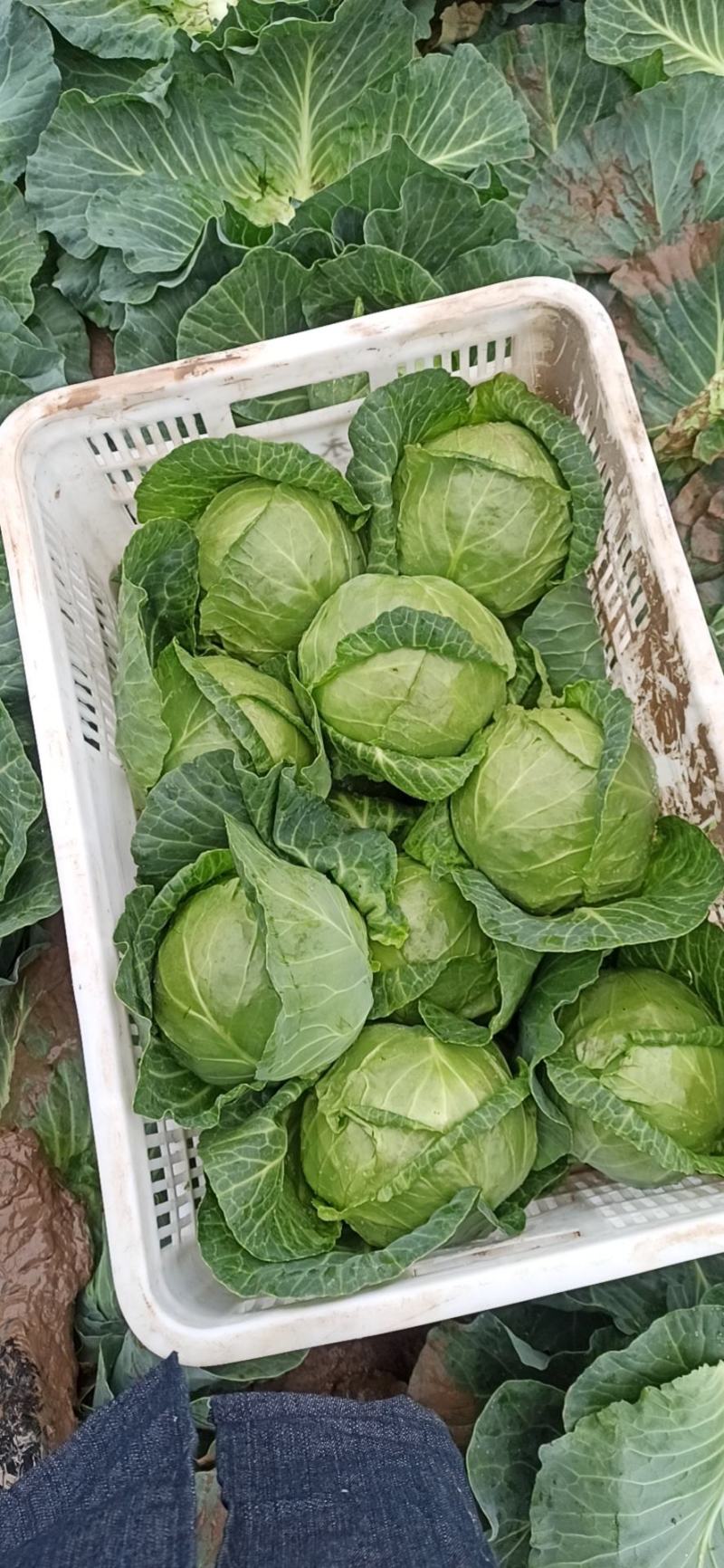 精品牛心，橄榄大量上市