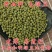 绿豆现货批发(东北进口)毛绿豆皮薄易煮烂袋装50