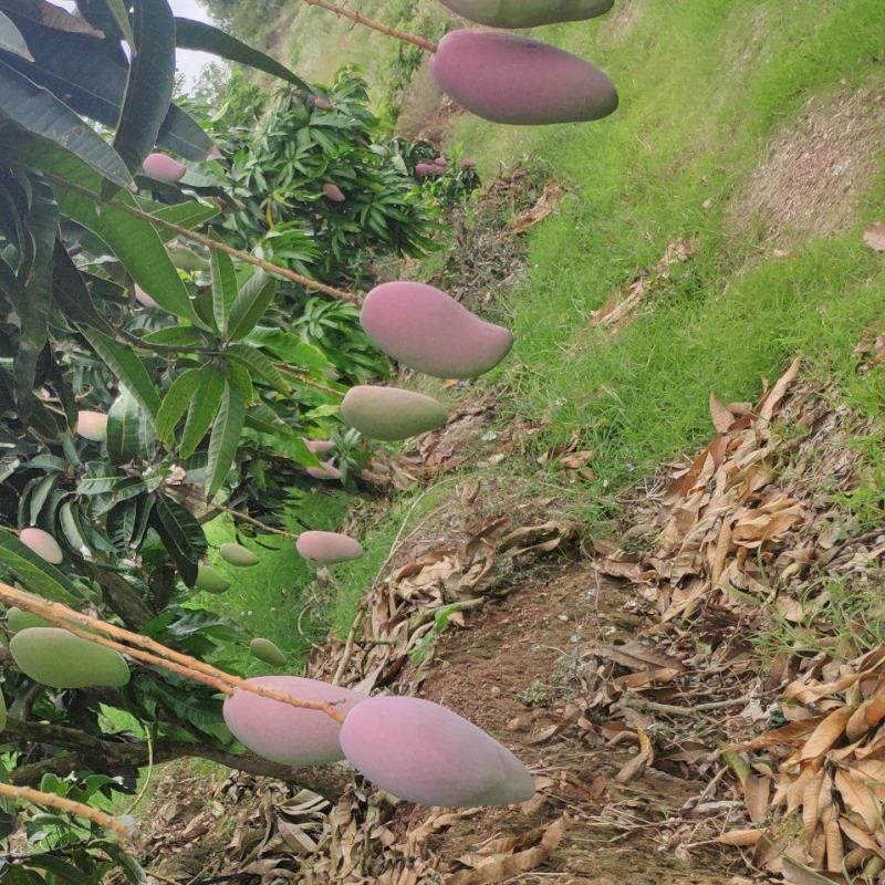 贵妃芒果树上采代收代办靠谱小台芒金煌芒实力代收园子多