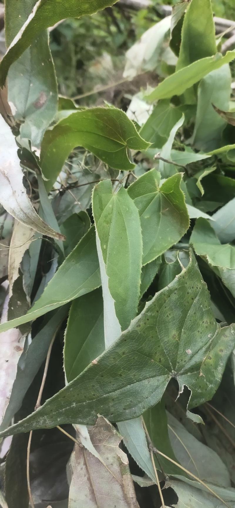 淫羊藿，野生淫羊藿，含量高，质量好，重庆货