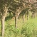 红叶李大规格
