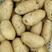 山东黄心土豆大量上市了，荷兰十五V7货源充足，全国发货