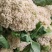 山东有机花大量供应菜花价格便宜了青梗白面质量好