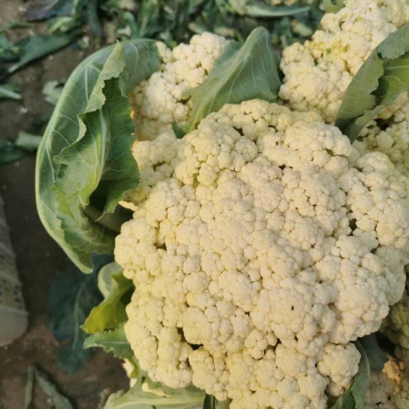 山东有机花大量供应菜花价格便宜了青梗白面质量好