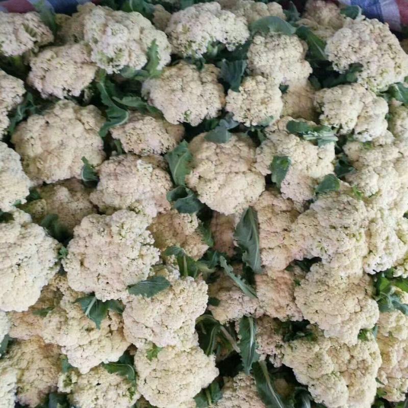 山东有机花大量供应菜花价格便宜了青梗白面质量好