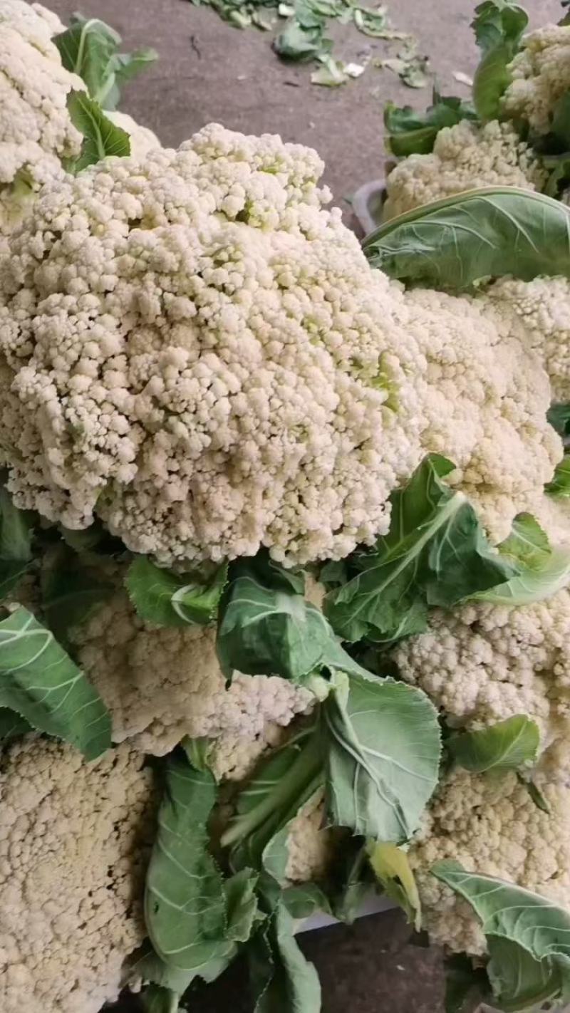 山东有机花大量供应菜花价格便宜了青梗白面质量好