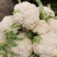 山东有机花大量供应菜花价格便宜了青梗白面质量好