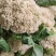山东有机花大量供应菜花价格便宜了青梗白面质量好