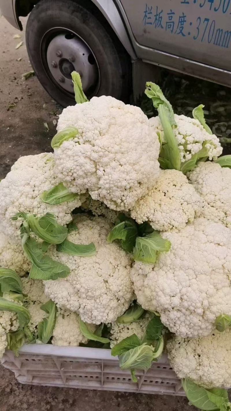 山东有机花大量供应菜花价格便宜了青梗白面质量好