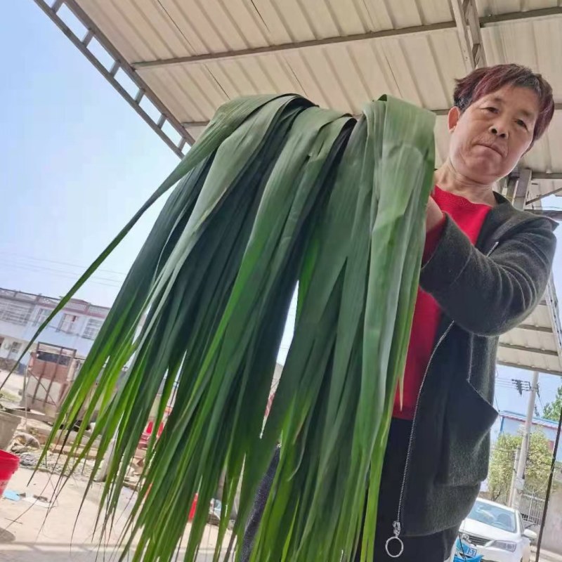 新鲜芦苇叶，质量保证，规格不同。量大从优！！