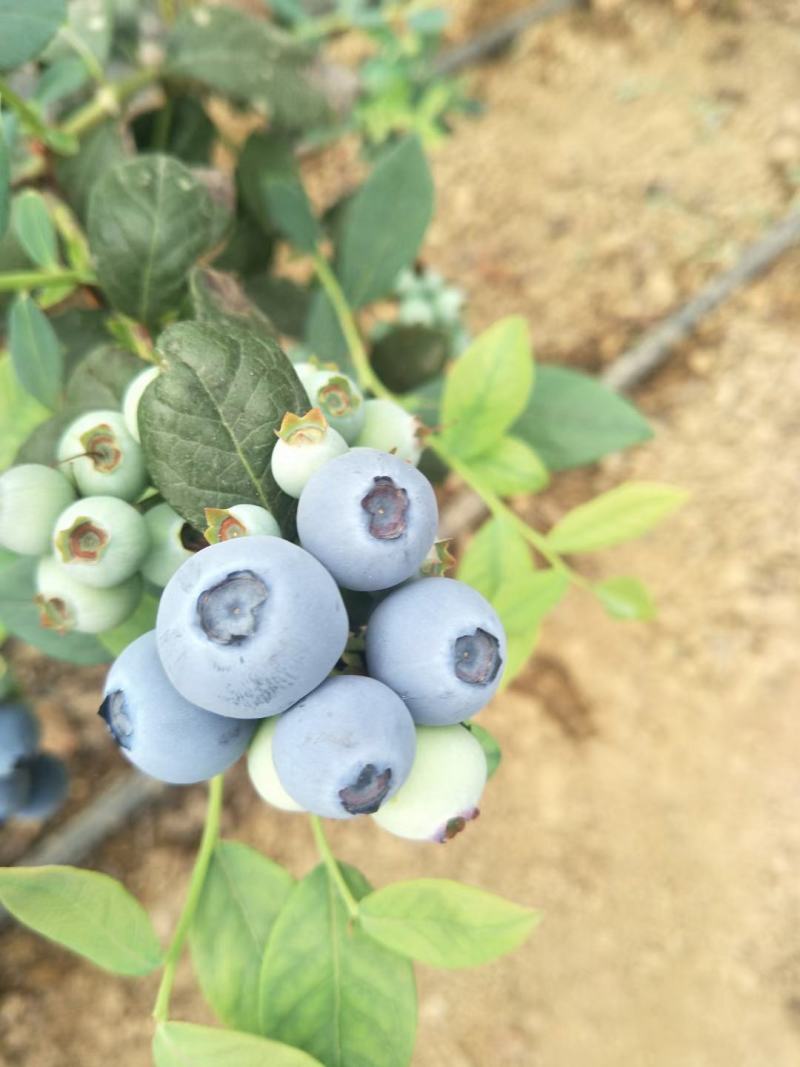 大棚蓝莓上市绿宝石薄雾大量供应包装全，大中小果以质论价