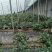 大棚蓝莓上市绿宝石薄雾大量供应包装全，大中小果以质论价