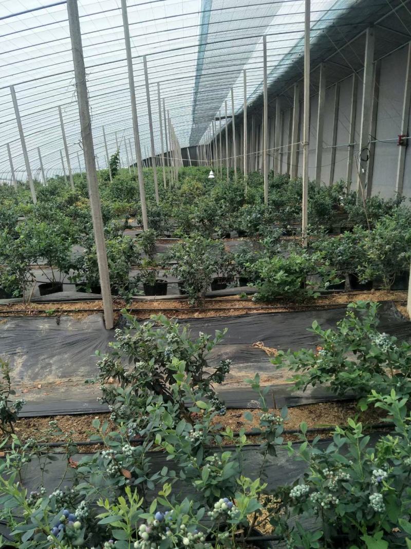 大棚蓝莓上市绿宝石薄雾大量供应包装全，大中小果以质论价