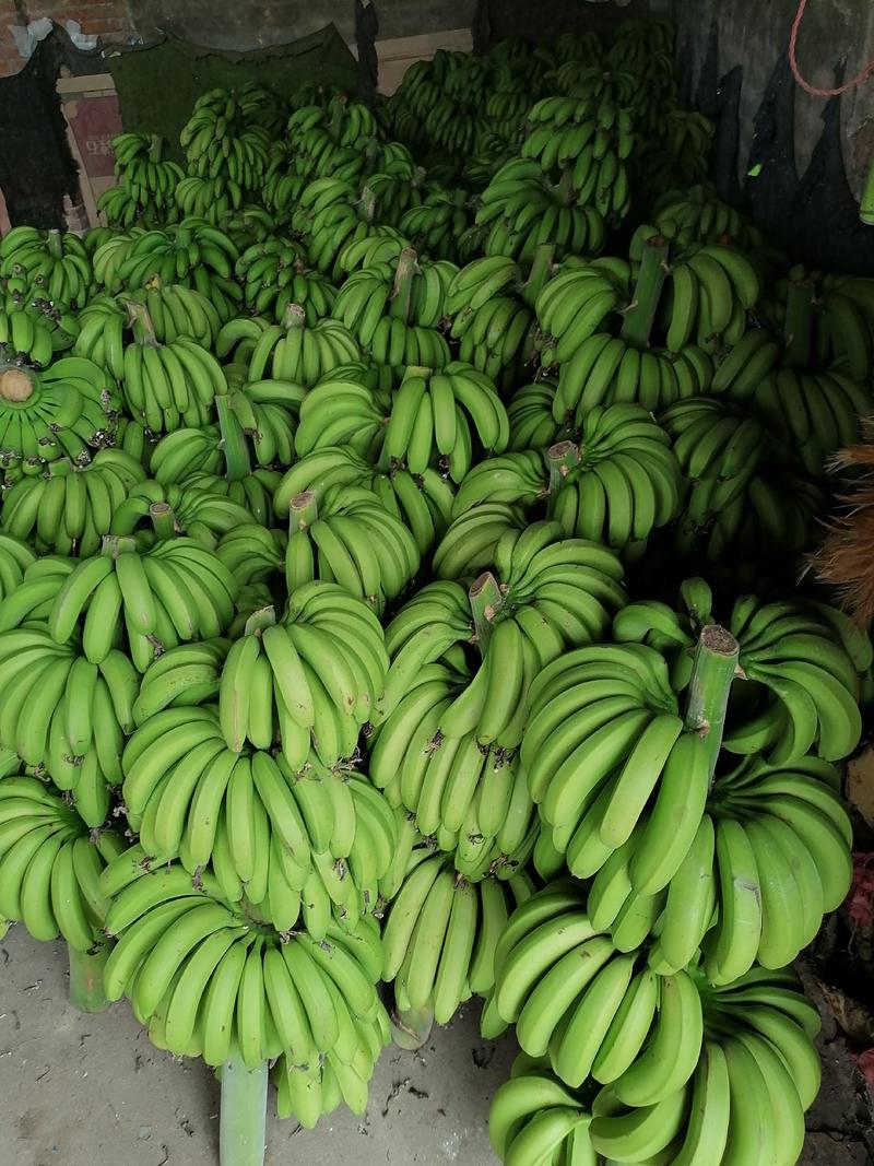 正宗漳州天宝香蕉软糯香甜全年供应支持批发一件代发等