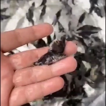 鳜鱼