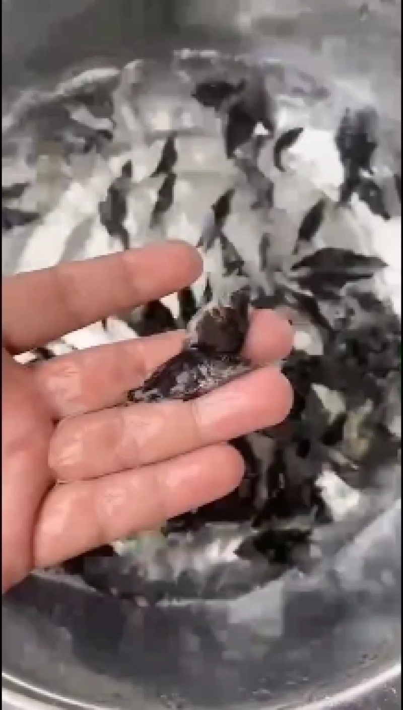 鳜鱼