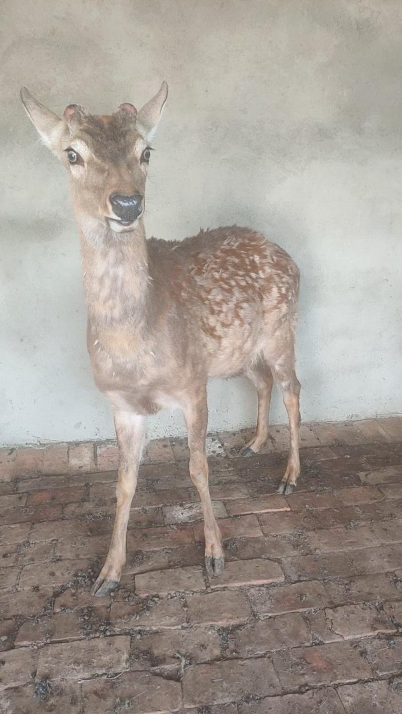 梅花鹿养殖基场直供梅花鹿幼崽养殖种鹿鹿苗景区观赏鹿