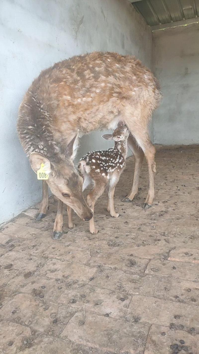 梅花鹿养殖基场直供梅花鹿幼崽养殖种鹿鹿苗景区观赏鹿