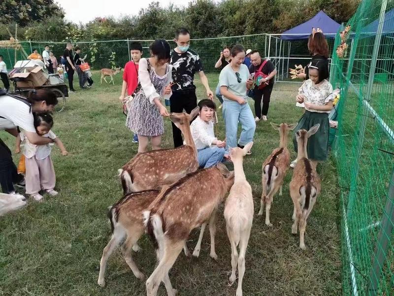 梅花鹿养殖基场直供梅花鹿幼崽养殖种鹿鹿苗景区观赏鹿