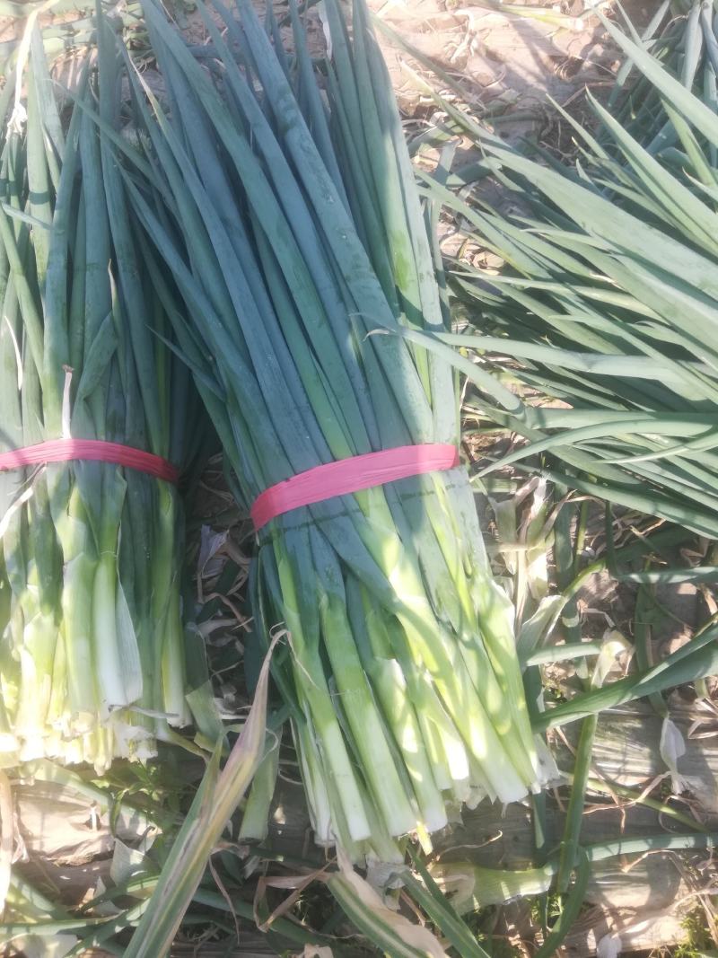 【精品】泰安脱水大葱出售，产地直供，质量保证，全国发货