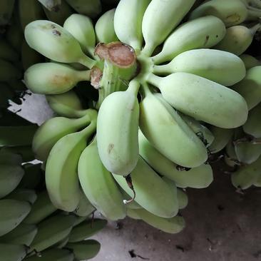 福建漳州苹果蕉非小米蕉甜糯粉嫩批发一件代发一手货源